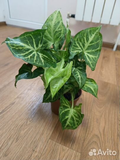 Сингониум Пикси