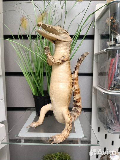 Ремонт сотовых телефонов и ноутбуков