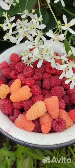 Ремонтантная малина Оранжевое чудо саженцы