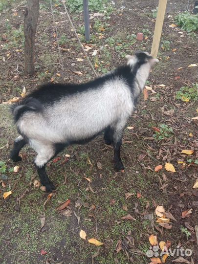 Козел на случку