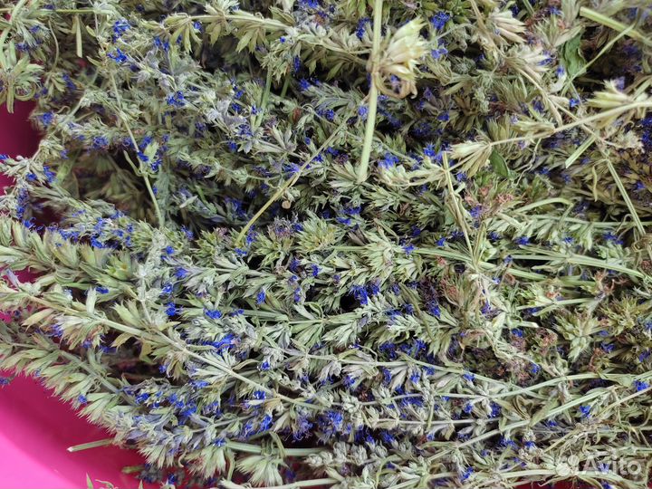 Иссоп лекарственный