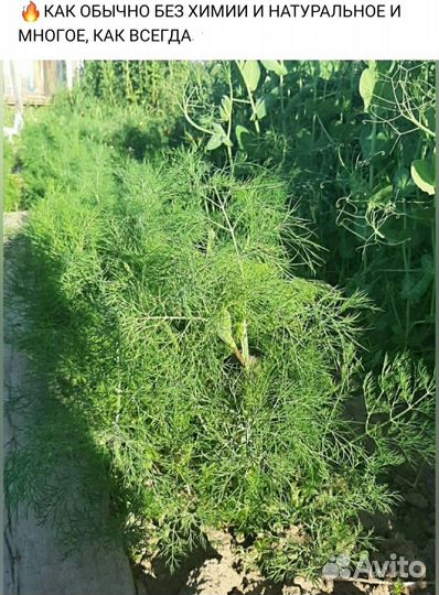 Лук зеленый