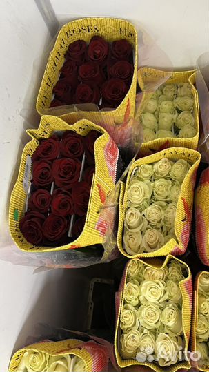 Букет из эквадор розы 31 шт