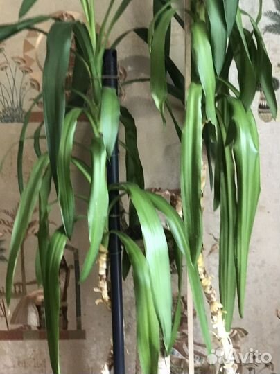 Пальма юкка