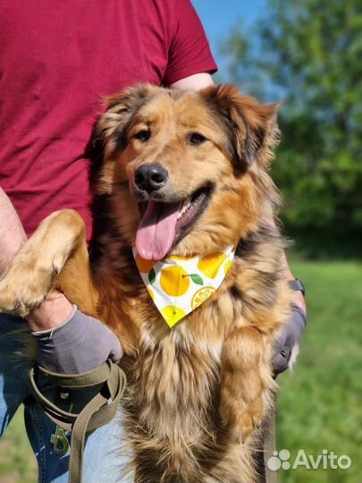 Дружелюбный Гарик ищет дом из приюта