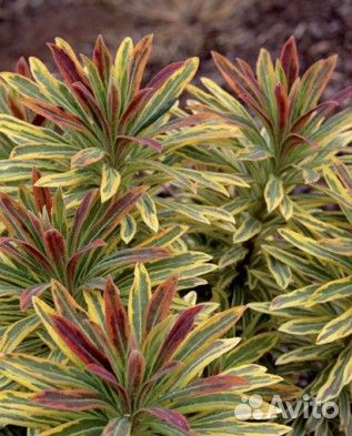 Молочай миндалевидный