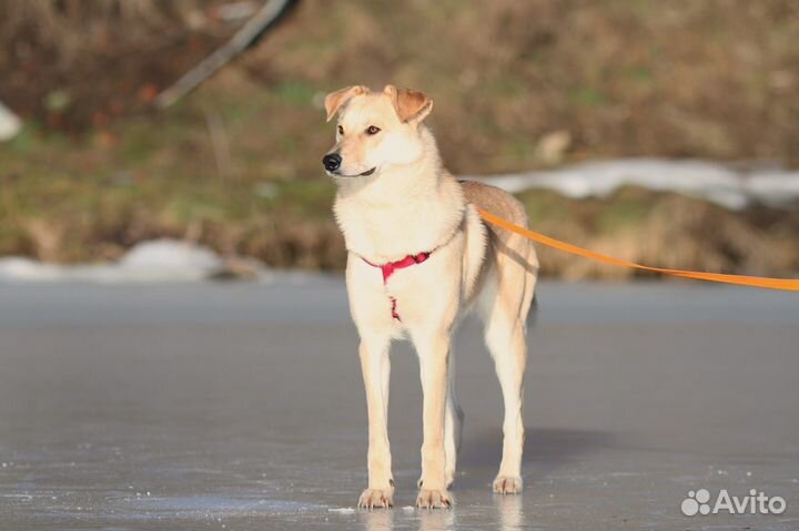 Собака в добрые руки