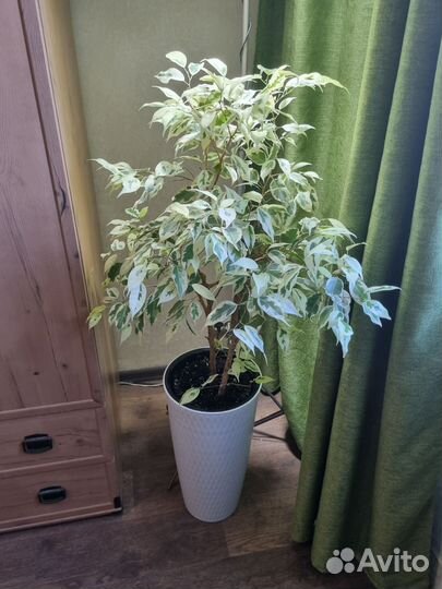 Фикус Бенджамина Де Гантель