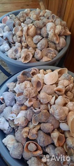 Морские ракушки