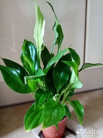 Спатифиллум