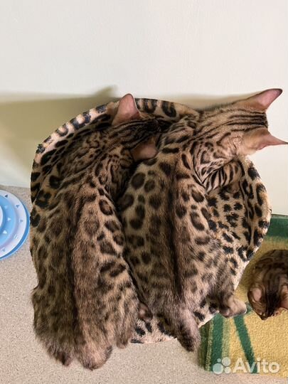 Бенгальская кошка с документами