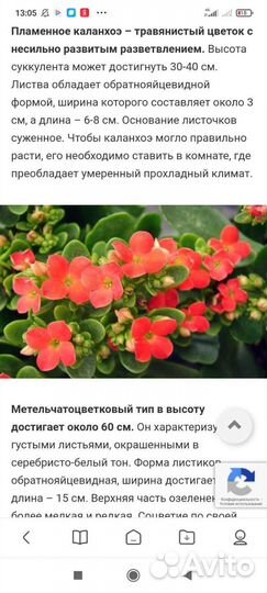 Гиппиаструм