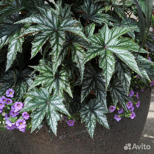 Бегония Грифон (цветок для дома и сада)