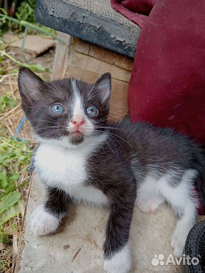 Отдам котят