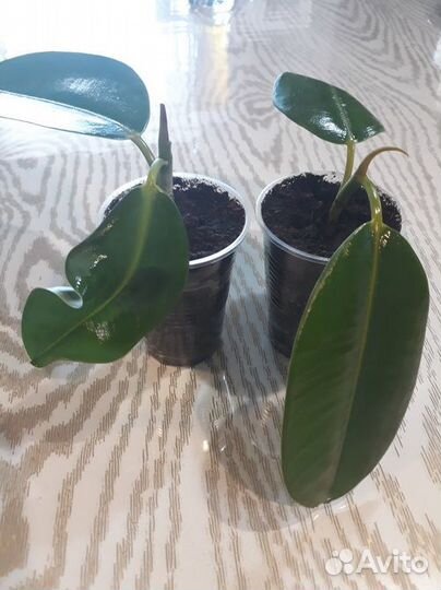 Комнатное растение 