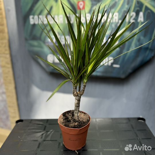 Драцена маргината