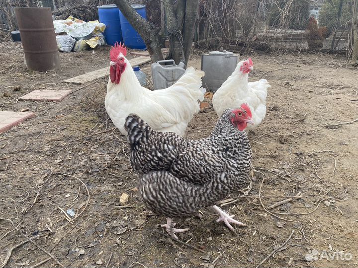 Куры мехеленская кукушка