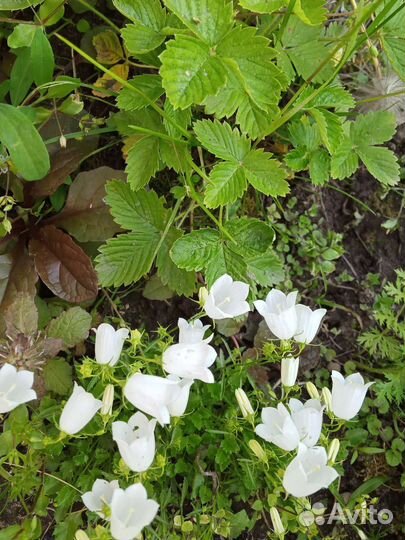 Колокольчики белые, синие разные по высоте