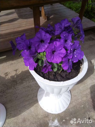 Уличный вазон из бетона с петуниями