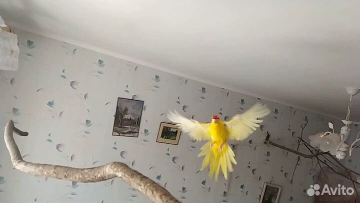 Передержка попугаев и других птиц