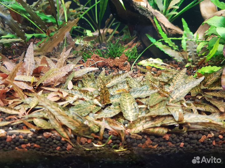 Аквариумные растения (криптокорины и др.)