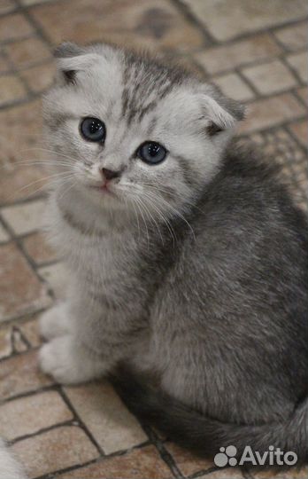 Британские котята