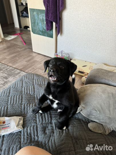 Собака лабрадор