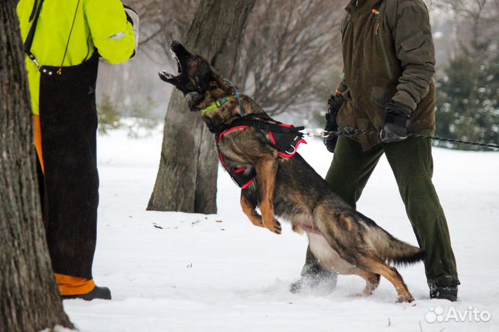 Дрессировка собак (послушание, защита)