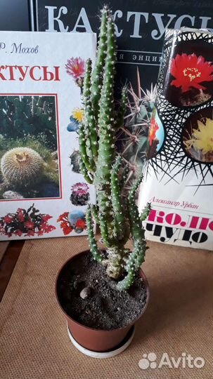 Кактус Аустроцилиндропунция