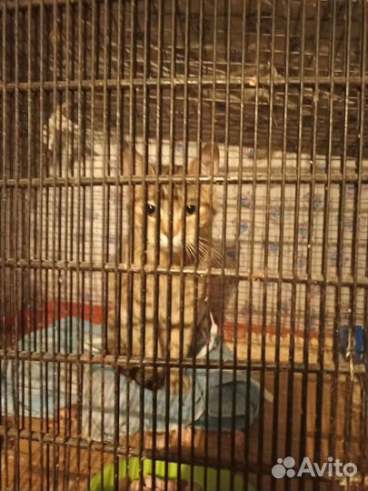 Кошечка ищет дом