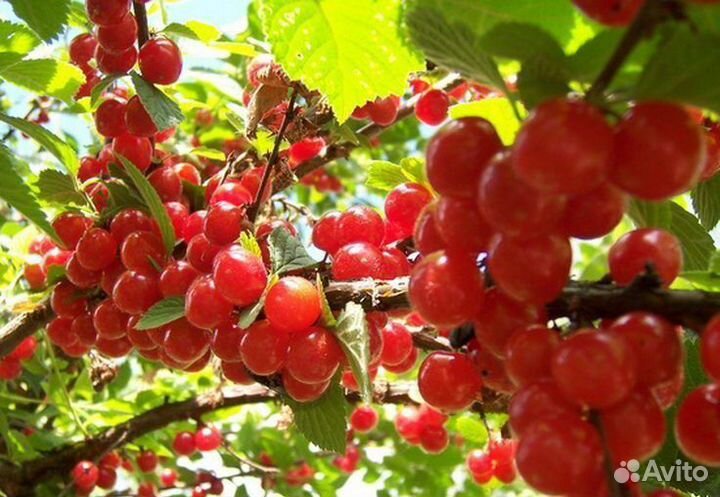 Семена и саженцы вишен. вишни разные