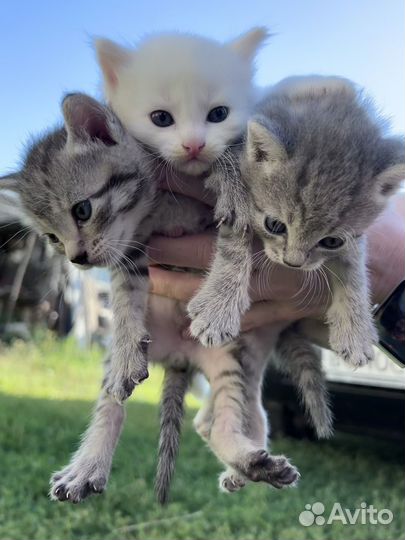 Котята в добрые руки