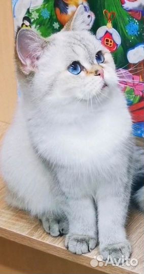 Золотая Шиншилла Кошка
