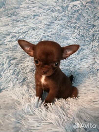 Чиходевочка минюшка