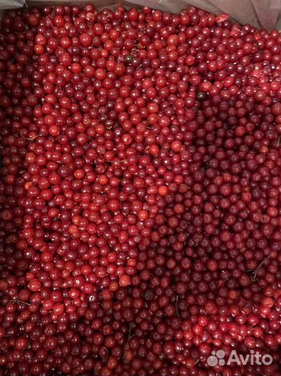 Калина свежезамороженная