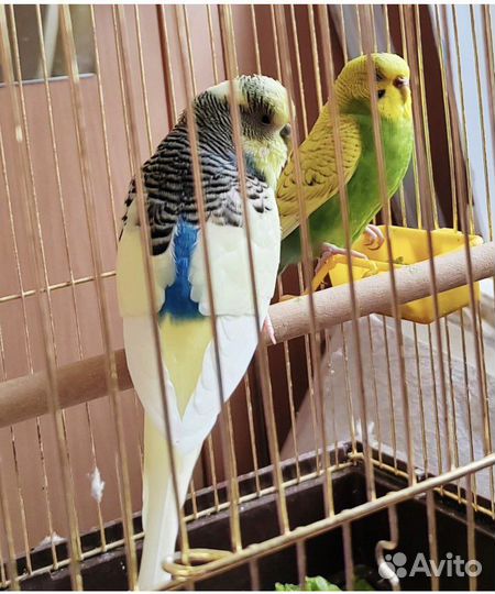 Волнистый попугай с клеткой