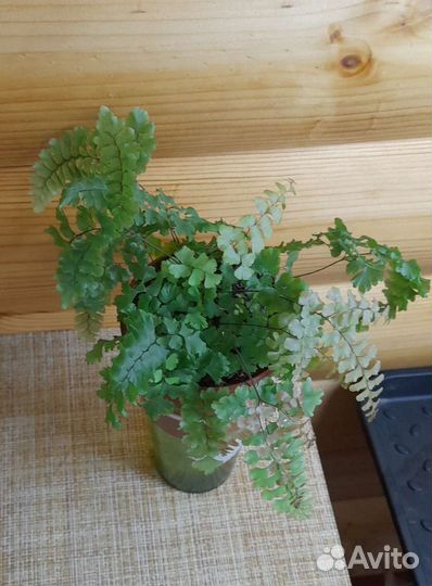 Папоротник