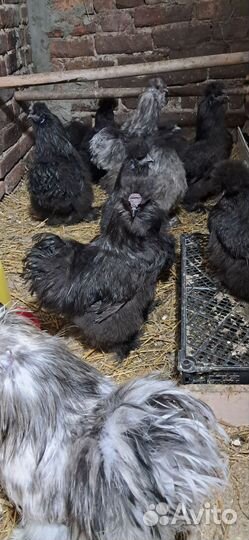 Китайские шелковые петушки