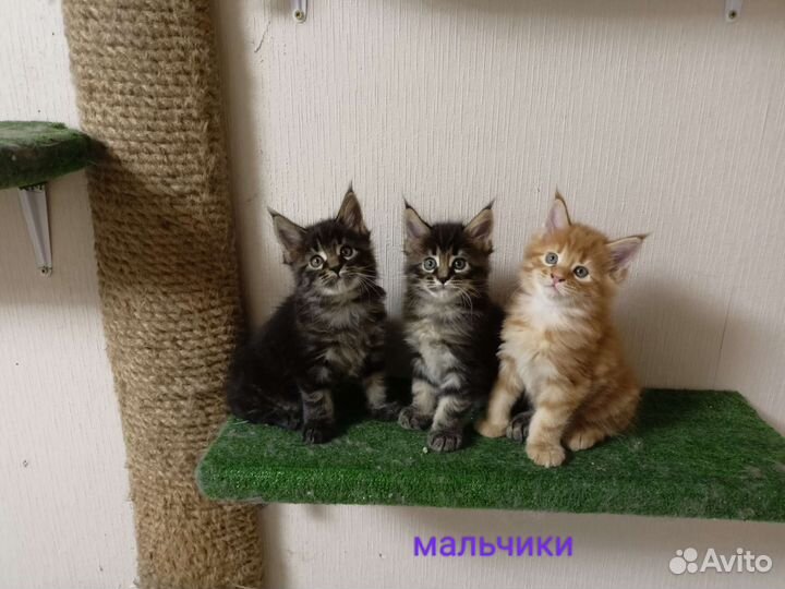 Котята мейн-кун