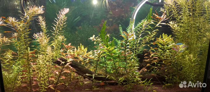 Аквариумные растение