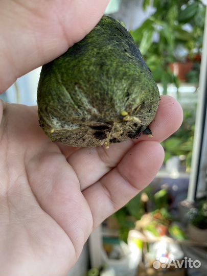 Микроцитрус