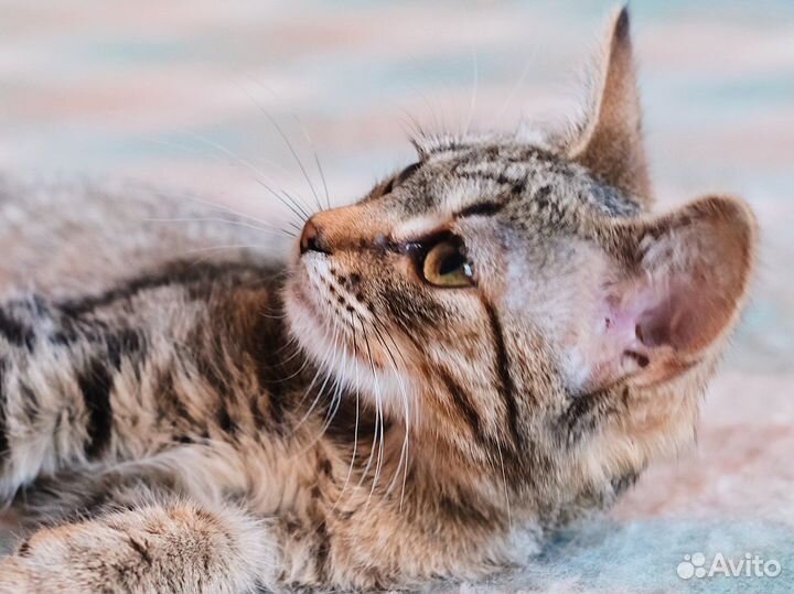 Очень контактная полосатая девочка котёнок 4 мес