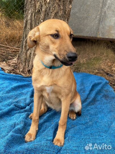 Щенки подростки разномастные