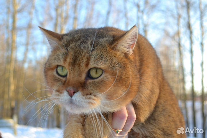 Вязка с золотым котом