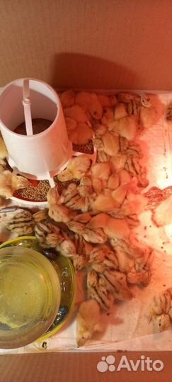 Перепела яйцо столовое и инкубационное