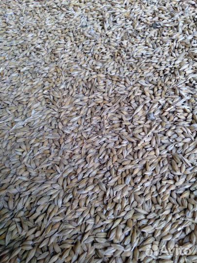 Пшеница, ячмень, кукуруза,просо