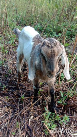Козел англо нуб 91.козы дойные,нубийские козлята