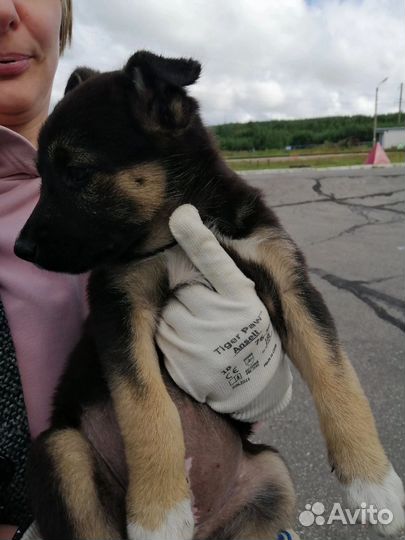 Щенки в добрые руки