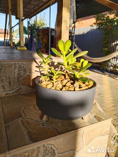 Крассула Денежное дерево