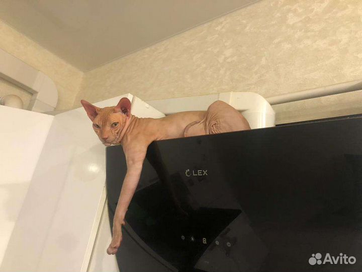 Донской сфинкс вязка
